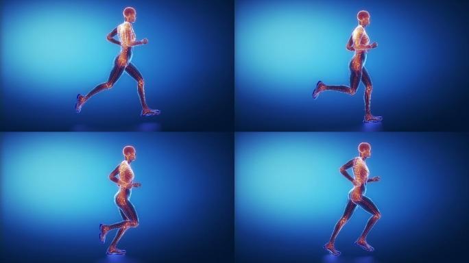 跑步者骨骼扫描健身运动模型韧带奔跑医疗