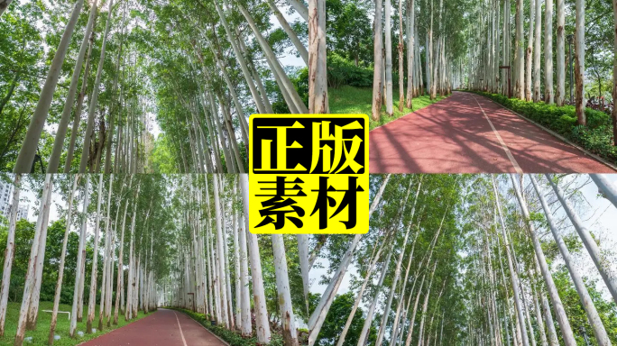 林荫大道 林间小路 阳光桉树林合集