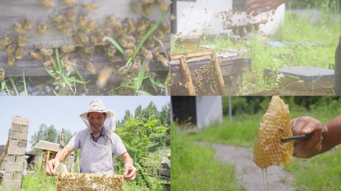 4K乡村养蜂人-天然土蜂蜜
