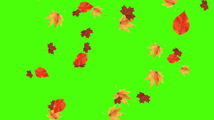 秋叶落下，绿屏色度键