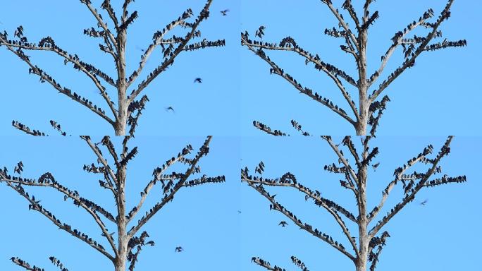一大群欧洲椋鸟栖息在枯树顶上