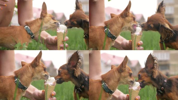 两只小狗舔冰淇淋