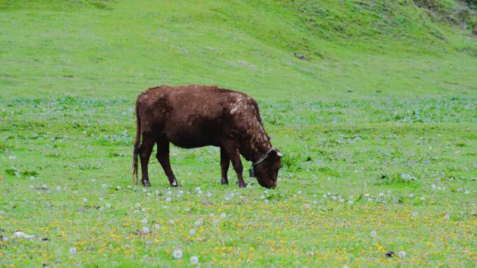 草地上吃草的牛