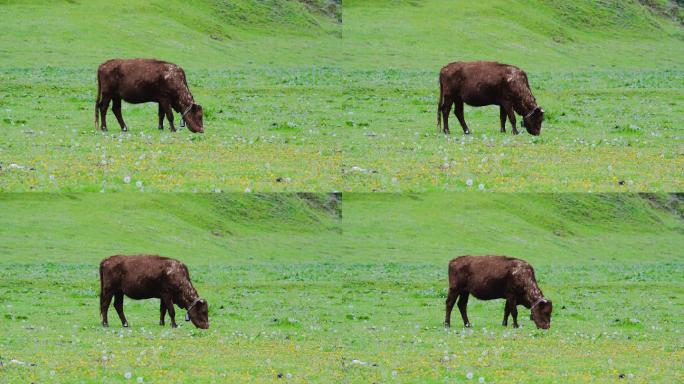 草地上吃草的牛