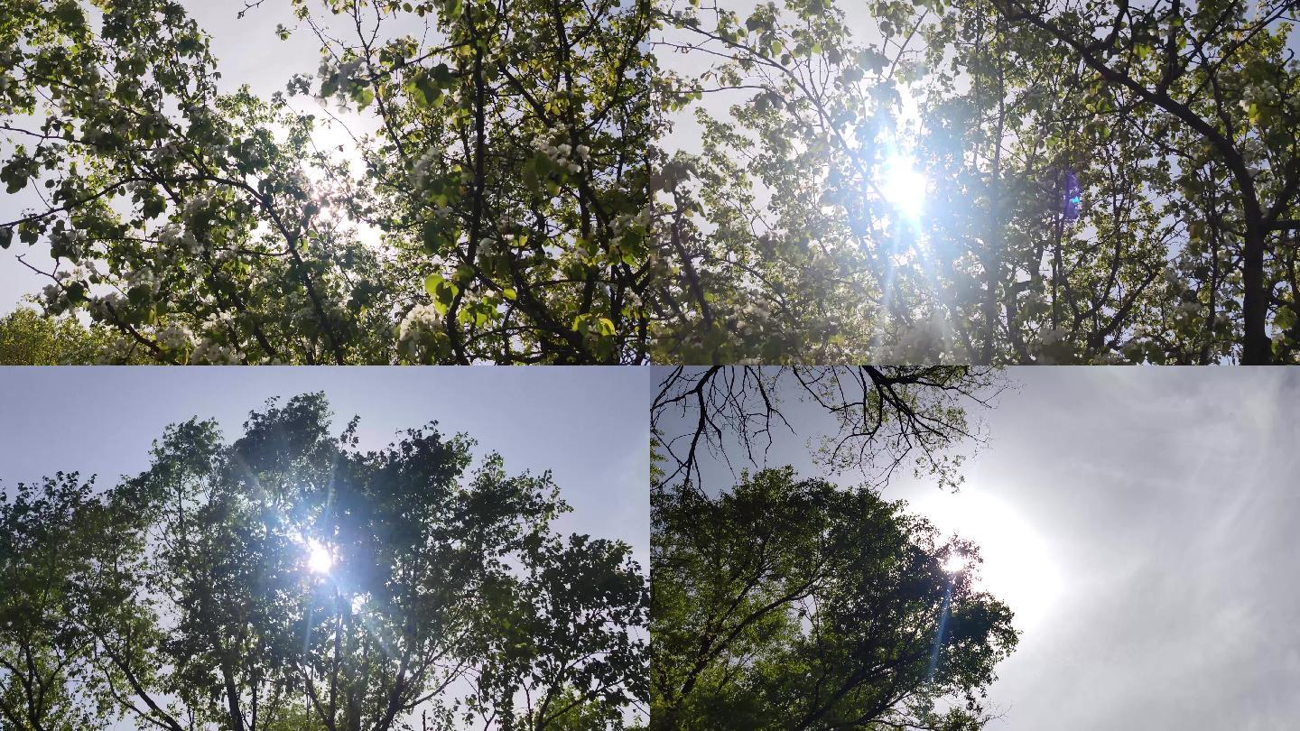 阳光照射在树上