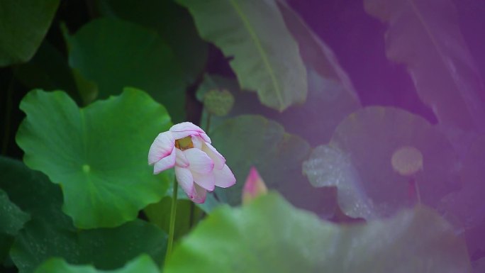 实拍盛夏雨中荷花 清新美艳无比