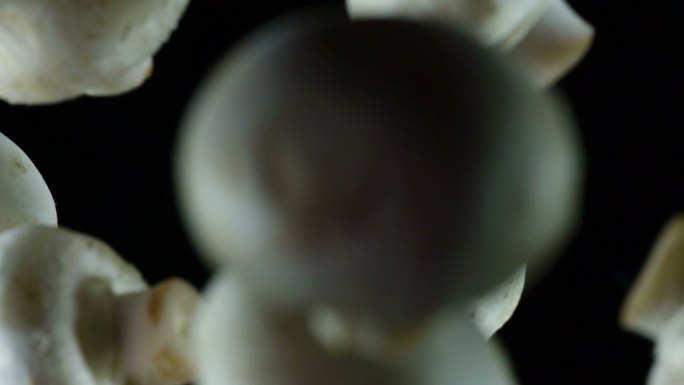 在黑色背景下，蘑菇被抛入镜头。