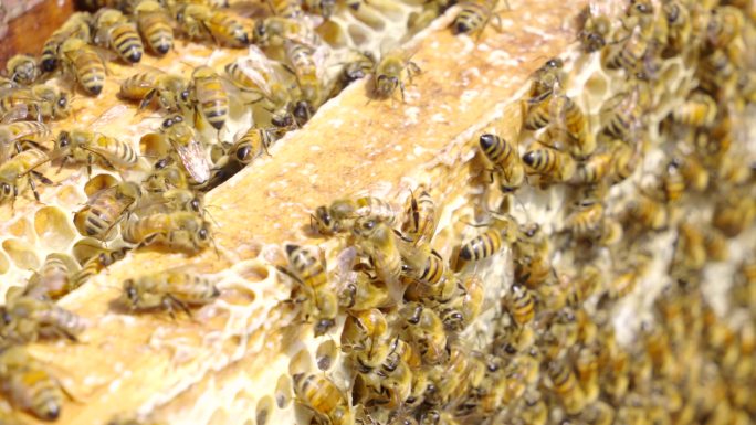 天然蜂蜜-蜜蜂酿蜜