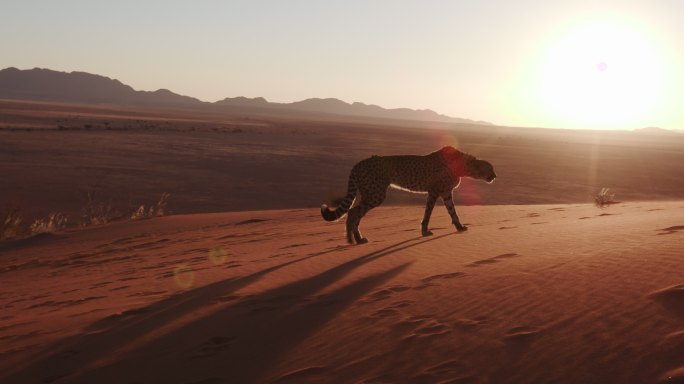 纳米布沙漠夕阳下的猎豹剪影