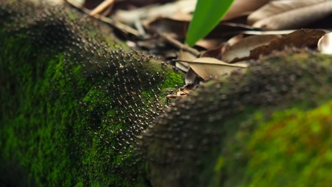 森林中的一群蚂蚁蚂蚁搬家特写微距近景实拍