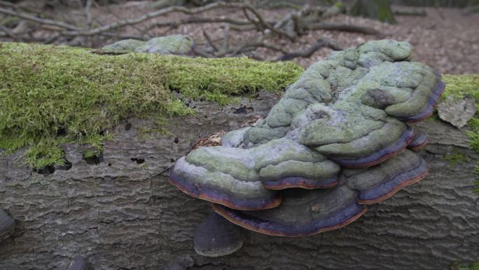 腐烂原木上的扁平灵芝真菌