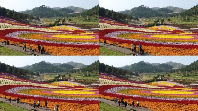 大面积菊花 宣传片素材 专题片