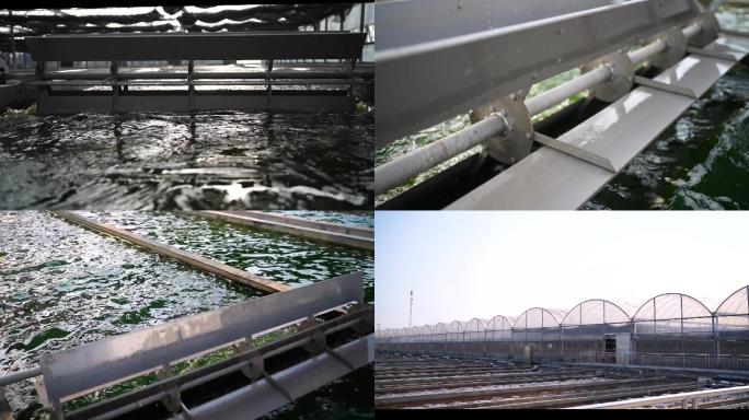 虾青素 藻池 水处理 过滤 大棚养殖
