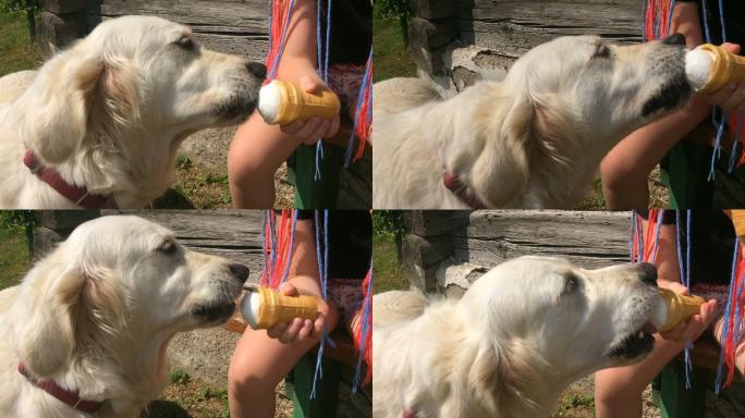 宠物狗吃冰激凌