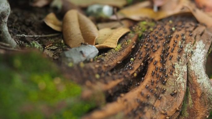 森林中的一群蚂蚁蚁群蚁族大自然生物