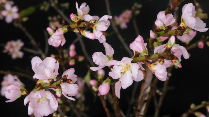 粉红杏仁花开花时间流逝