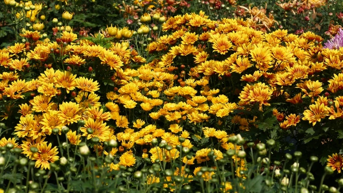 漂亮花草 唯美菊花特写