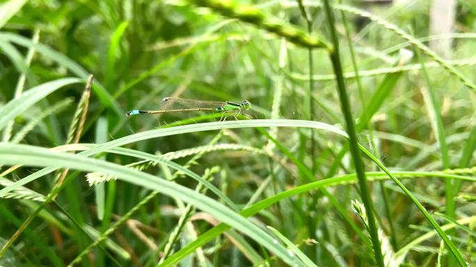 草丛中的蜻蜓豆娘昆虫