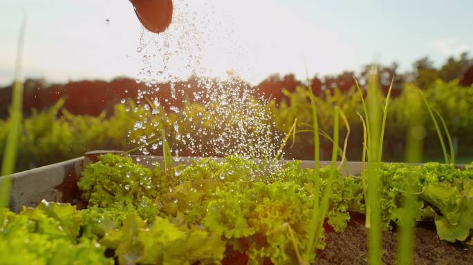 在花园里给生菜浇水