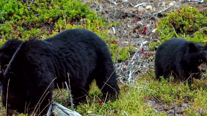 贾斯珀国家公园的美国黑熊幼崽