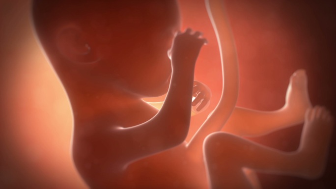 五个月大的胎儿四维B超繁衍生殖新生命