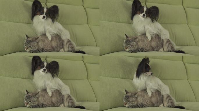 沙发上的小猫和狗