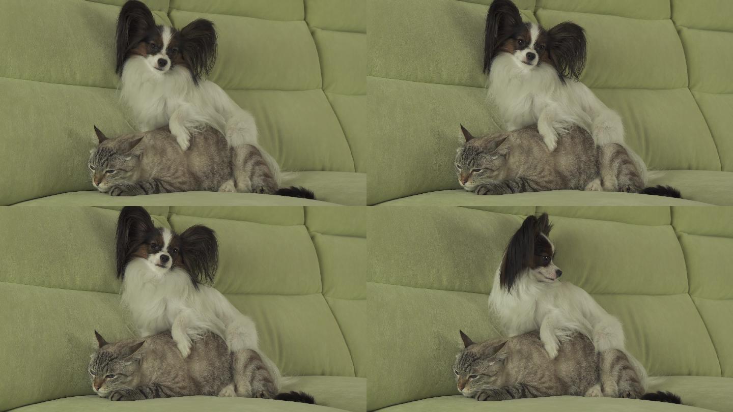 沙发上的小猫和狗