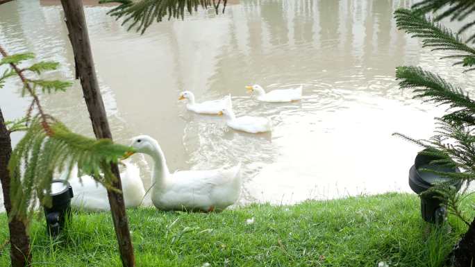 湖边白鸭子