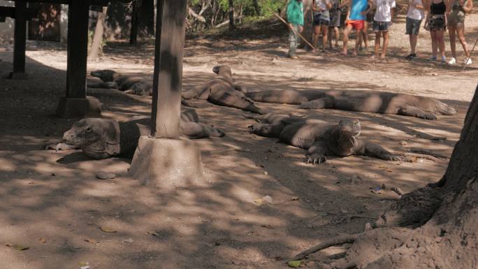 游客在科莫多岛拍摄野生科莫多龙