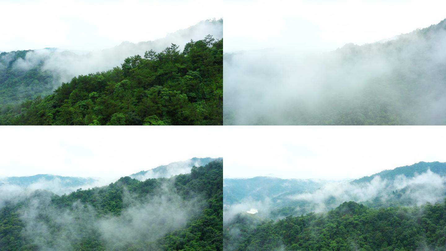 森林-雾-穿越