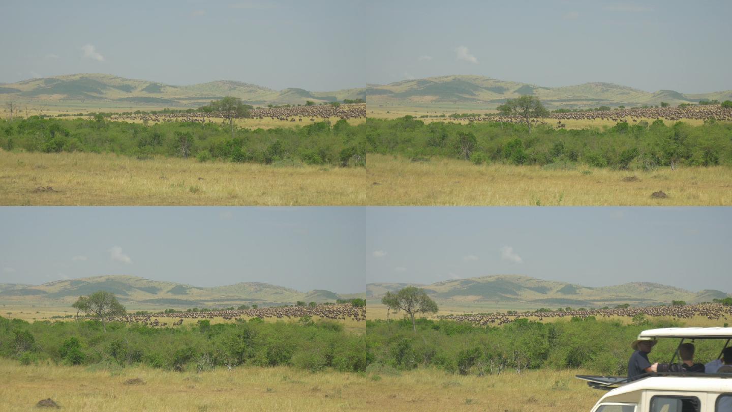 游客在非洲拍摄大群角马