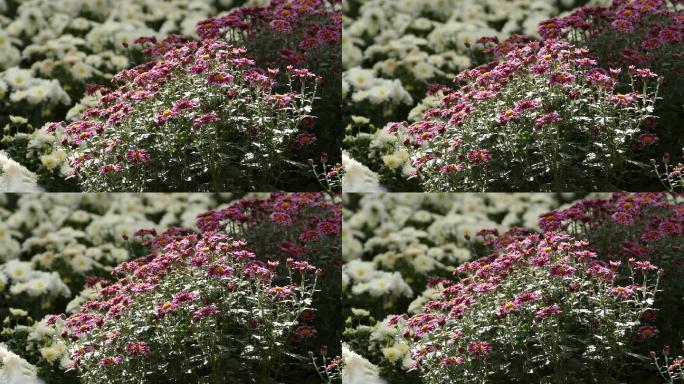 漂亮花草 唯美菊花 宣传片素材