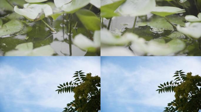 水植物，铜钱草，天空，小树空镜