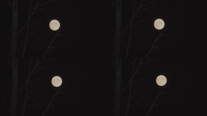 夜色降临树枝后的月亮