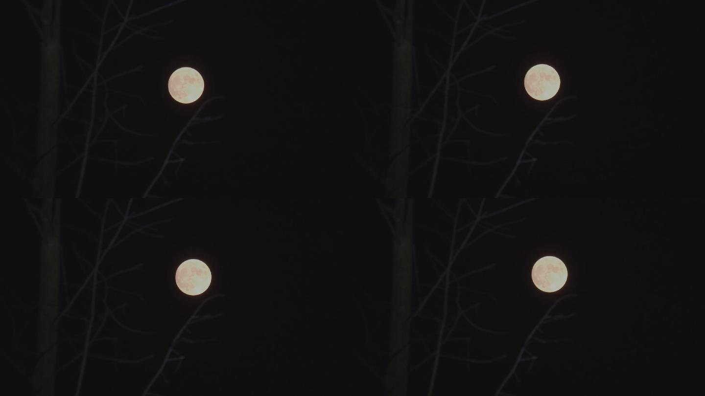 夜色降临树枝后的月亮