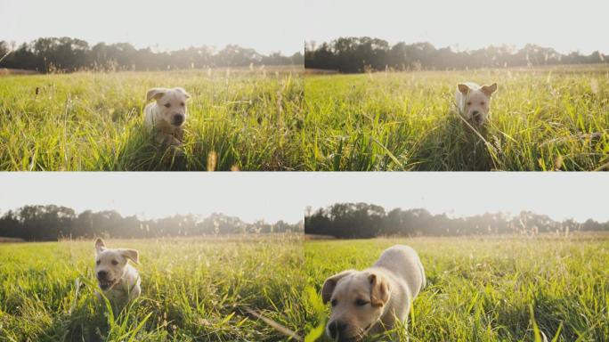 斯洛莫小狗追着摄像机跑