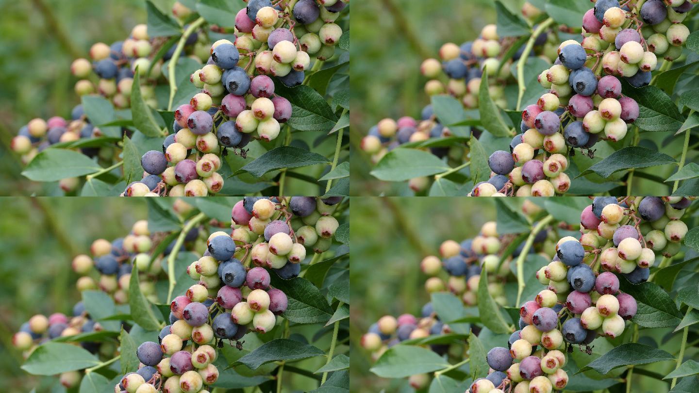 蓝莓 蓝莓果实 专题片 宣传片素材