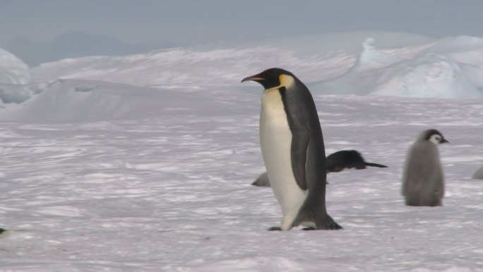 企鹅野生动物世界企鹅北方北极冰雪国家保护