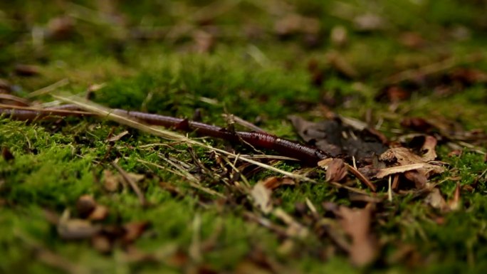 蚯蚓在苔藓中爬行森林动物生态