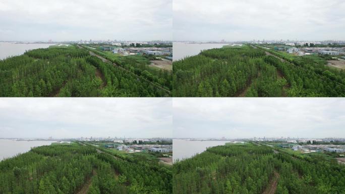 长江边绿化