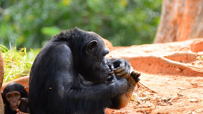 母猩猩和幼黑猩猩