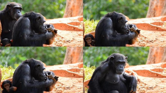 母猩猩和幼黑猩猩