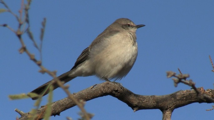北部知更鸟栖息在索诺兰沙漠的树枝上