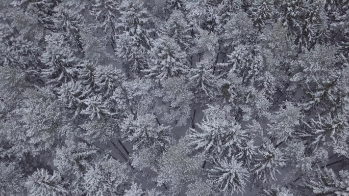 冬季雪林中树木和冷杉