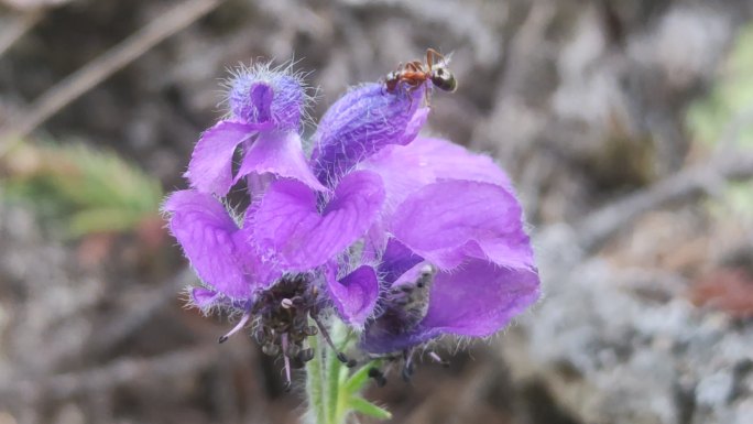 野花野草山区野生花草4k