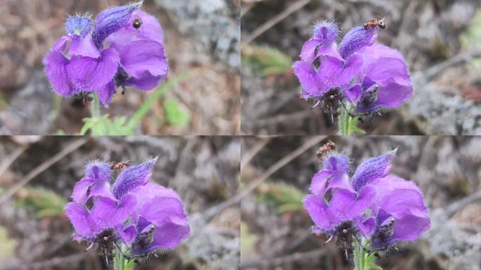 野花野草山区野生花草4k
