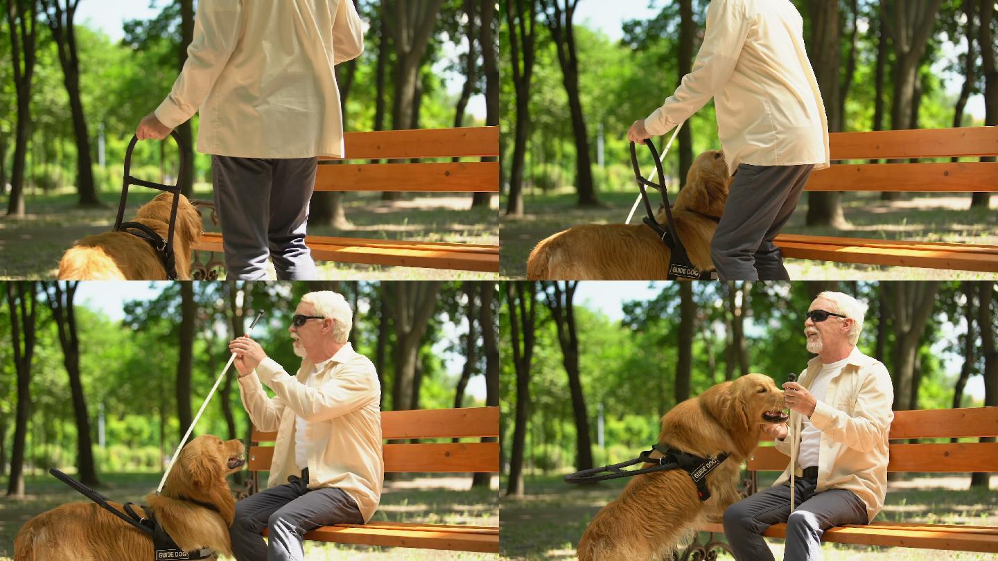 视障老人坐在长凳上喂心爱的导盲犬