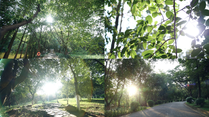 树林阳光透过树叶林荫小道森林公园4k视频