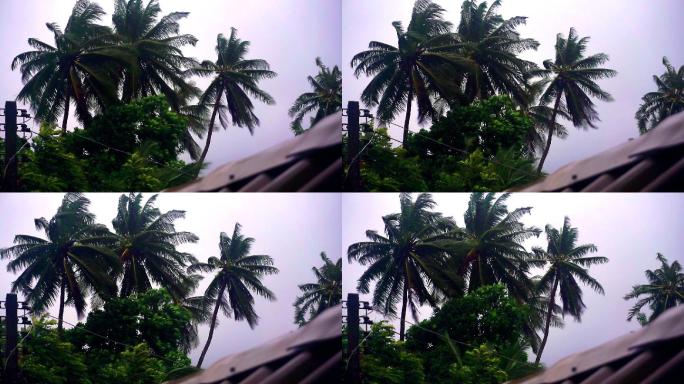 极端天气：台风风暴使椰子树弯曲