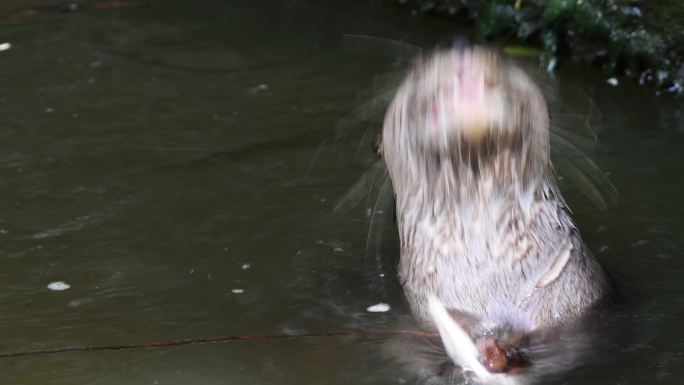 水獭吃鱼野生动物世界国家保护大自然非洲